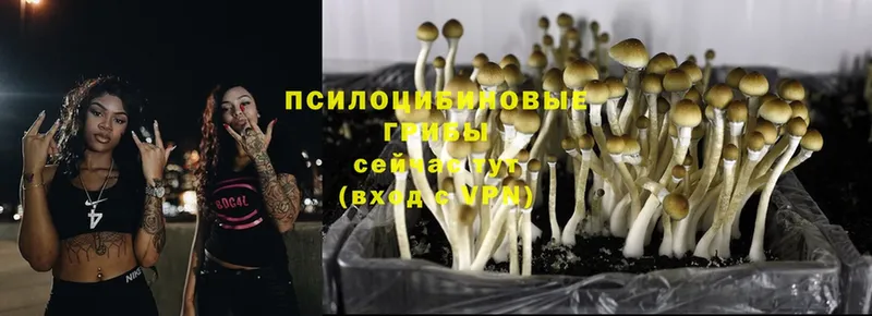 это официальный сайт  Богучар  Галлюциногенные грибы Magic Shrooms 